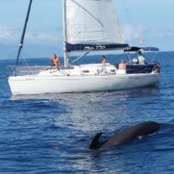 Whale & Dolphin Watching with Drinks and Snacks