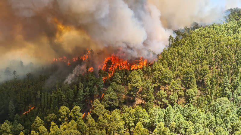 Level 2 forest fire in Tenerife in the area of Los Realejos and San Juan de La Rambla