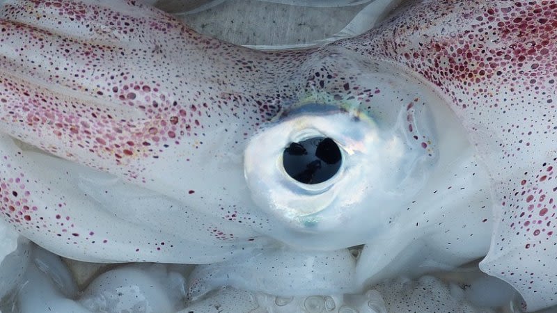 Giant squid of over 3 meters found in the ocean between Tenerife and La Gomera