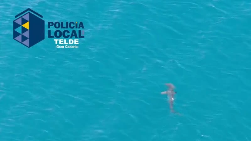 Three beaches in Gran Canaria closed on Sunday due to shark presence