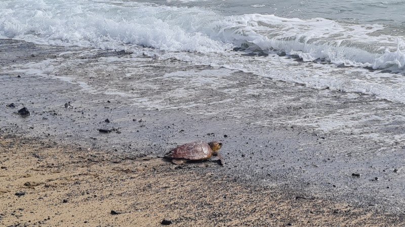 Rescued turtle released on beach in Puerto del Rosario, Fuerteventura