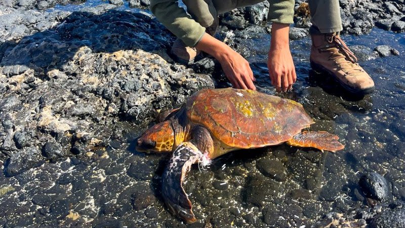 Stranded turtle rescued on a beach in La Oliva, Fuerteventura