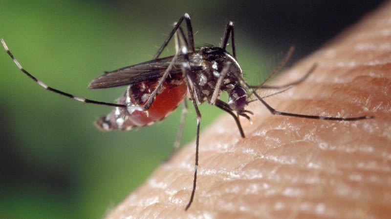 Are there dangerous mosquitoes in Tenerife and the Canary Islands?