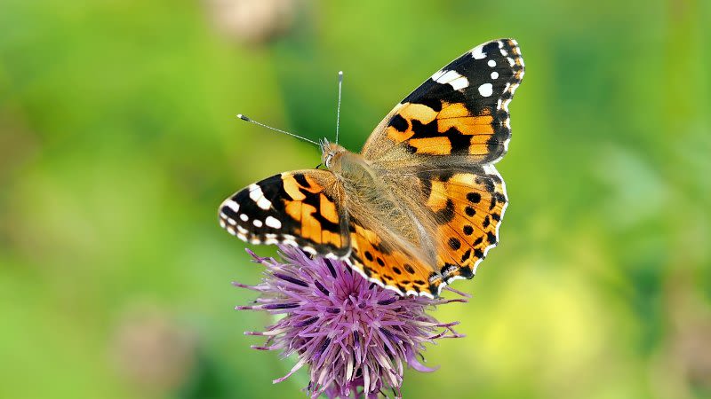 Butterfly migration in the Canary Islands - Why so many in autumn?