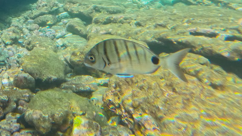 Types of Fish in Tenerife and the Canary Islands