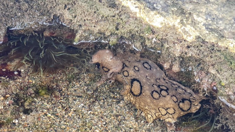 Sea slugs in the Canary Islands: Spotted sea hare (Aplysia dactylomela)