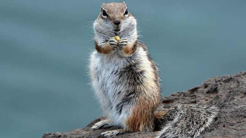 The Barbary Ground Squirrels (Chipmunks) in Fuerteventura