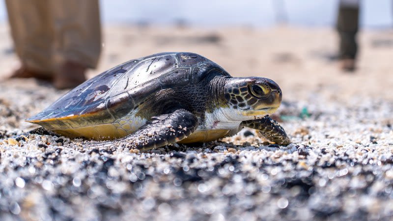 Rare green turtle, uncommon in the Canary Islands, released in Fuerteventura