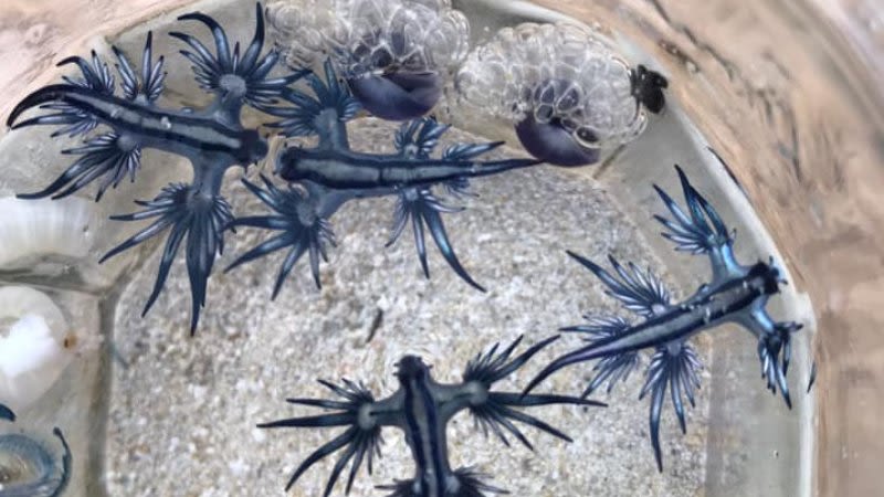 Blue Sea Dragons appear on the beaches in Corralejo