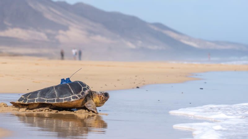 Three loggerhead turtles released at Cofete beach in Fuerteventura