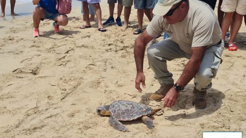 Fuerteventura celebrated World Sea Turtle Day with new turtle release