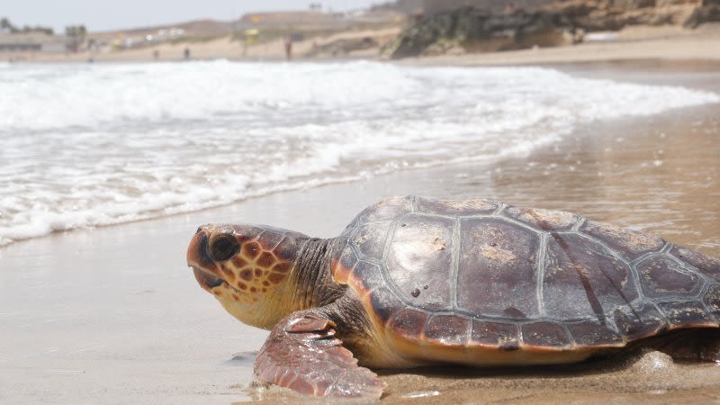 Four loggerhead turtles released in Fuerteventura