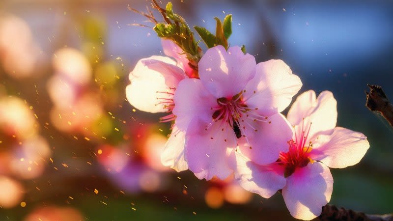 Almond Blossom Route in Gran Canaria 2020