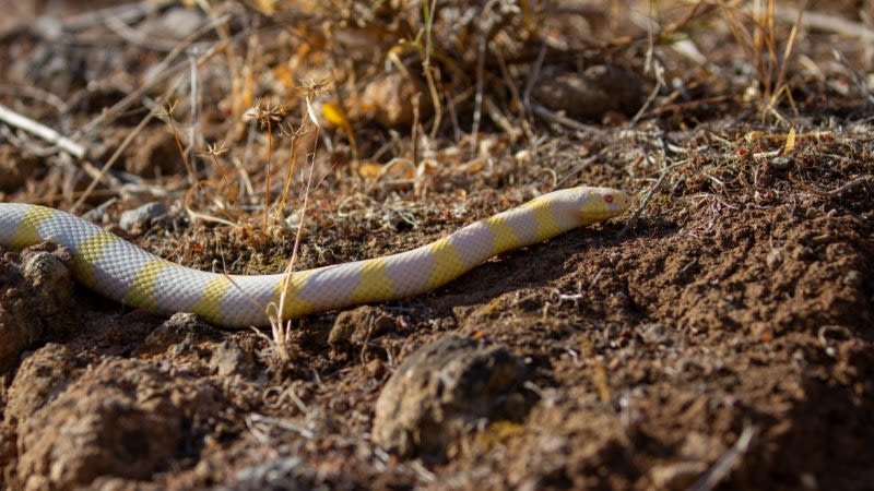 California kingsnake, the invasive snake species in Gran Canaria