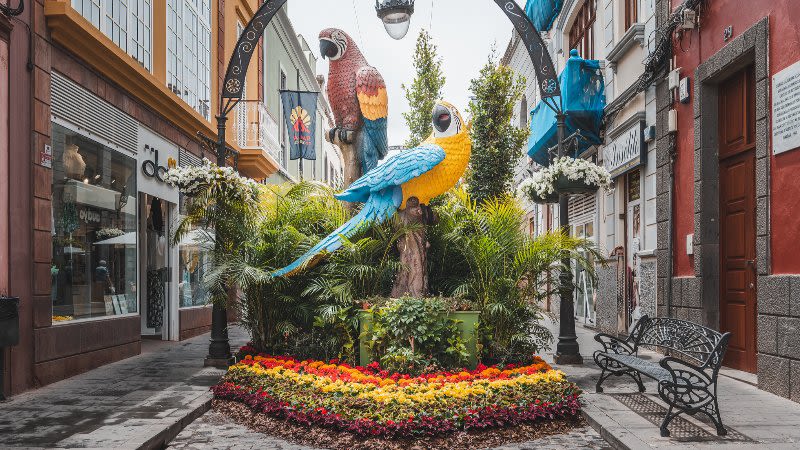 Gáldar in Bloom - Amazing flower display on the streets of the historic center