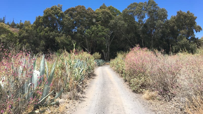 New walking trail in Gran Canaria, through the unique red eucalyptus trees of Valsequillo