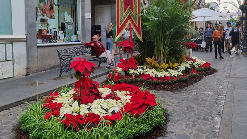 New edition of 'Gáldar in Bloom' celebrated during the month of May