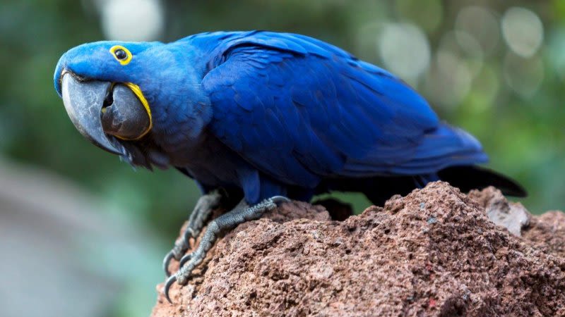 Loro Parque celebrated its 48th anniversary in 2020