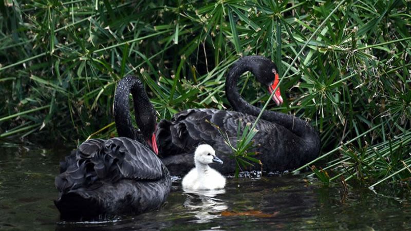A black swan is born at Loro Parque in Tenerife