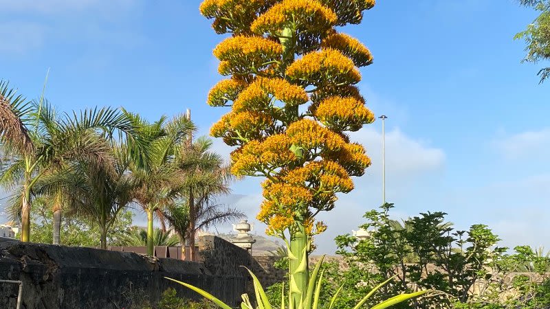 Giant Caribbean Agave in Tenerife blooms after 30 years of waiting