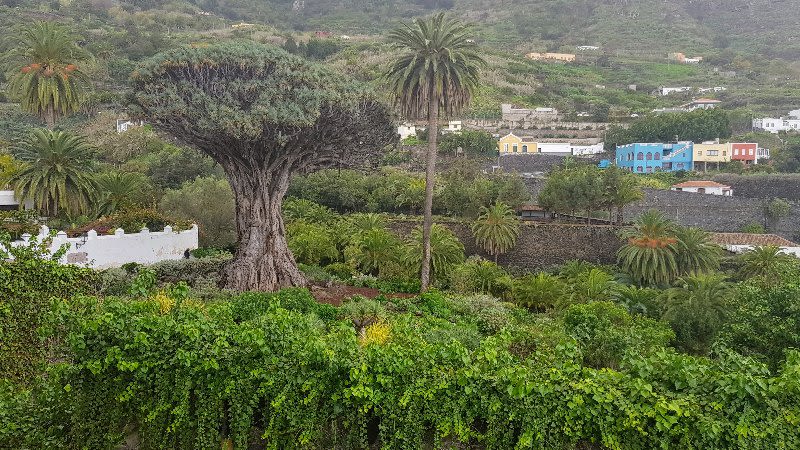 10 Things To Do in Icod de los Vinos, Tenerife - Home of the Dragon Tree
