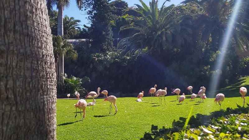 Loro Parque and Poema del Mar announced their reopening