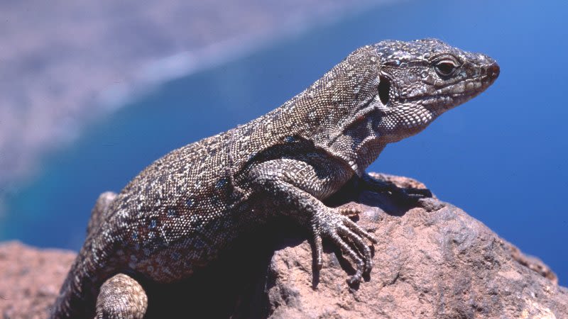 Tenerife giant lizard, a unique species in the world